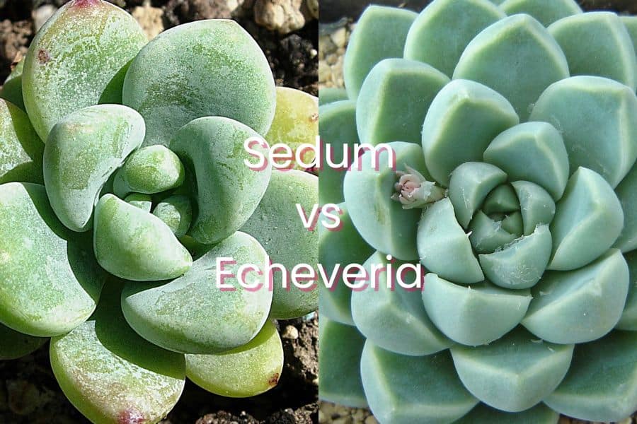 sedum vs echeveria