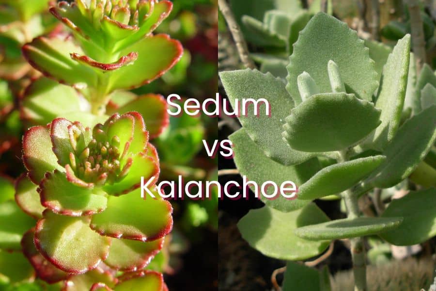 sedum vs kalanchoe