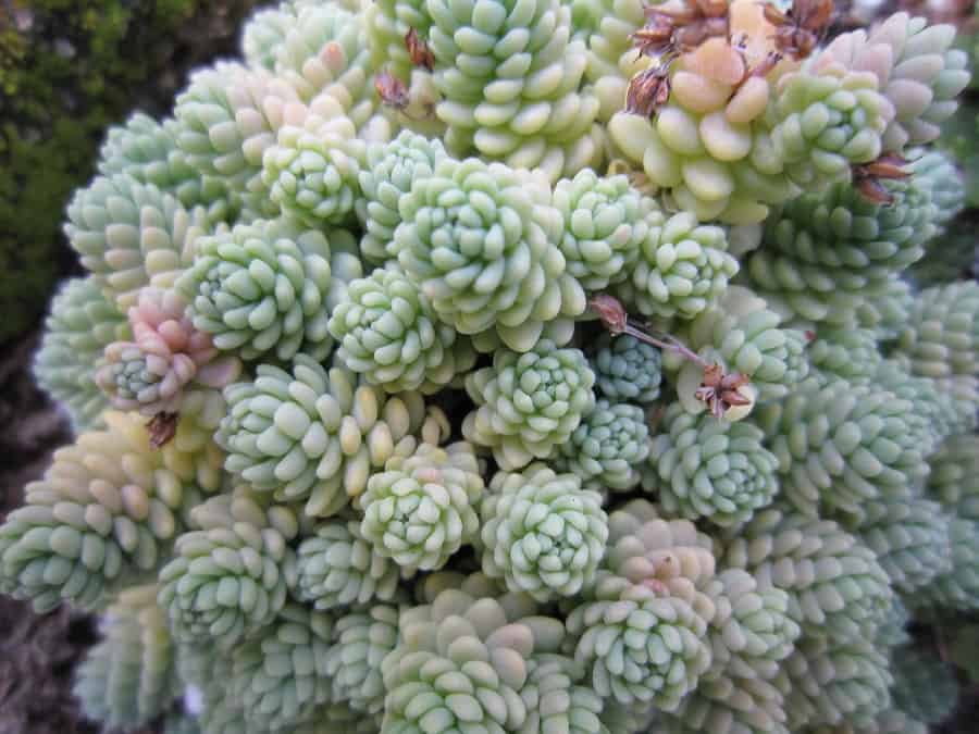 sedums