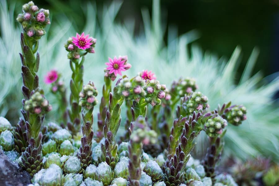 sempervivum flowers