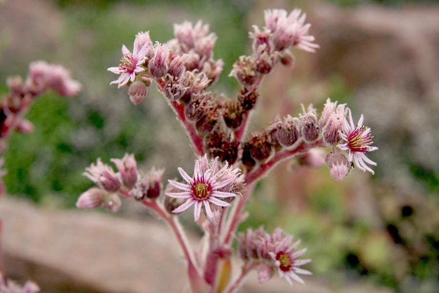 sempervivum flowers