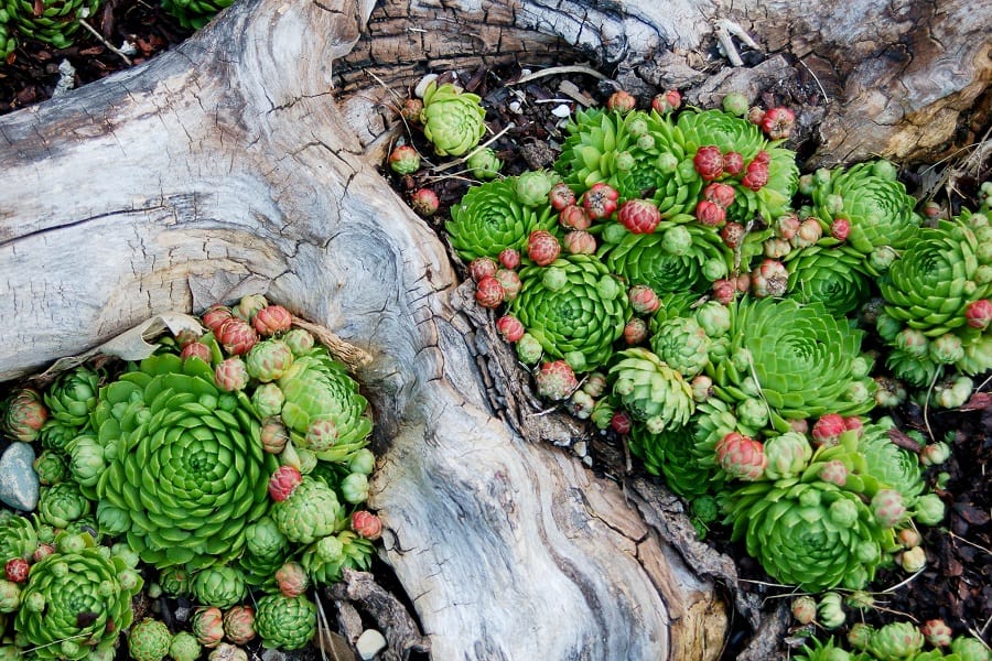 sempervivum hens and chicks