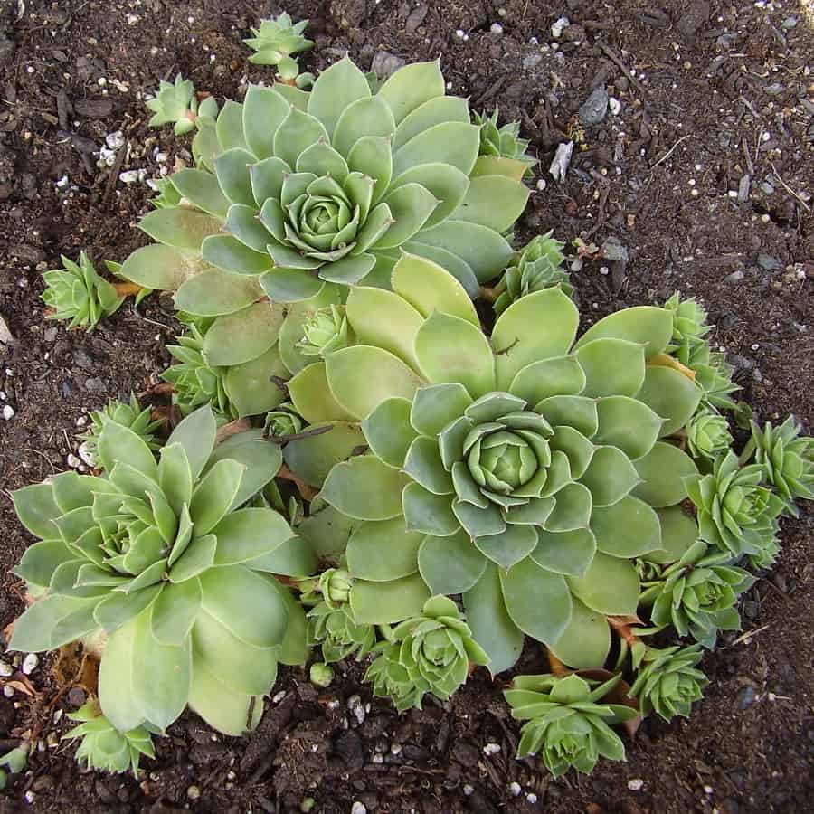 sempervivum offsets