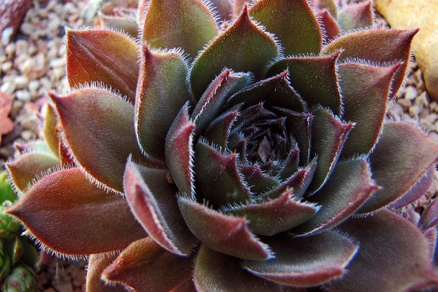 sempervivum