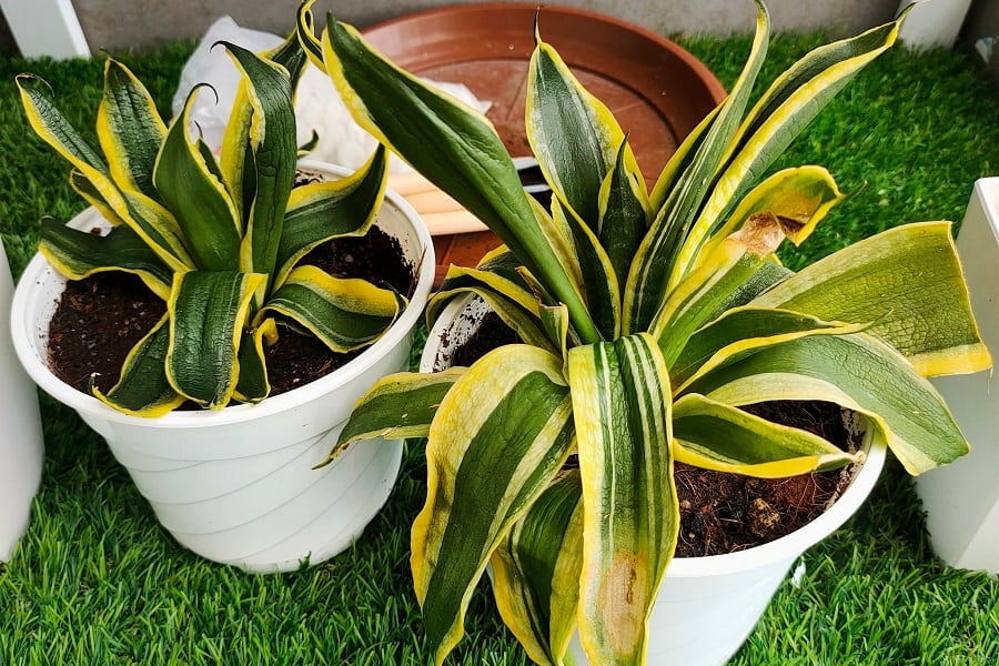 snake plant turning yellow and soft