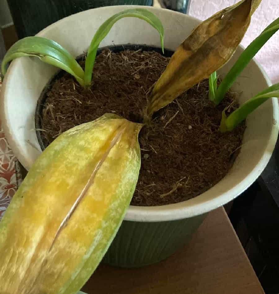 snake plant turning yellow and soft