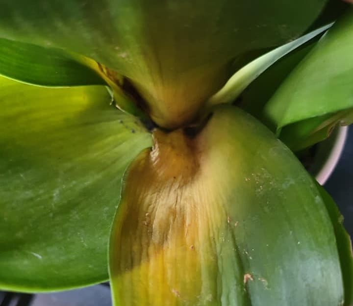 snake plant turning yellow and soft