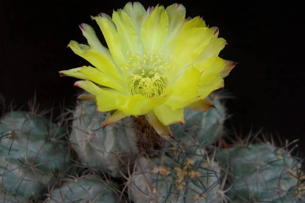 acanthocalycium glaucum