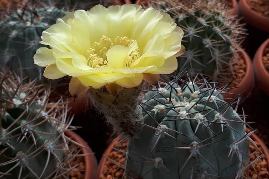 acanthocalycium thionanthum