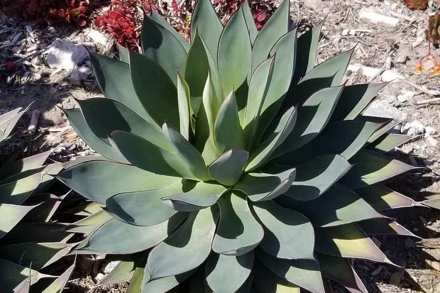 agave moonshine