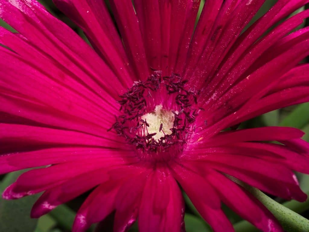 cephalophyllum red spike