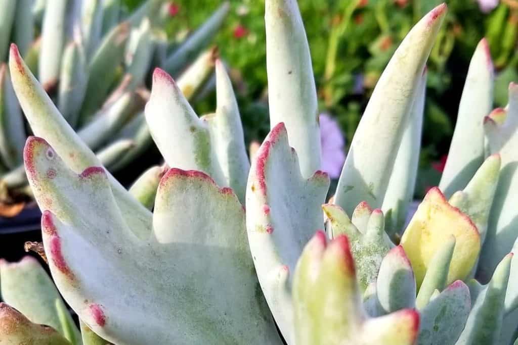 cotyledon orbiculata staghorn