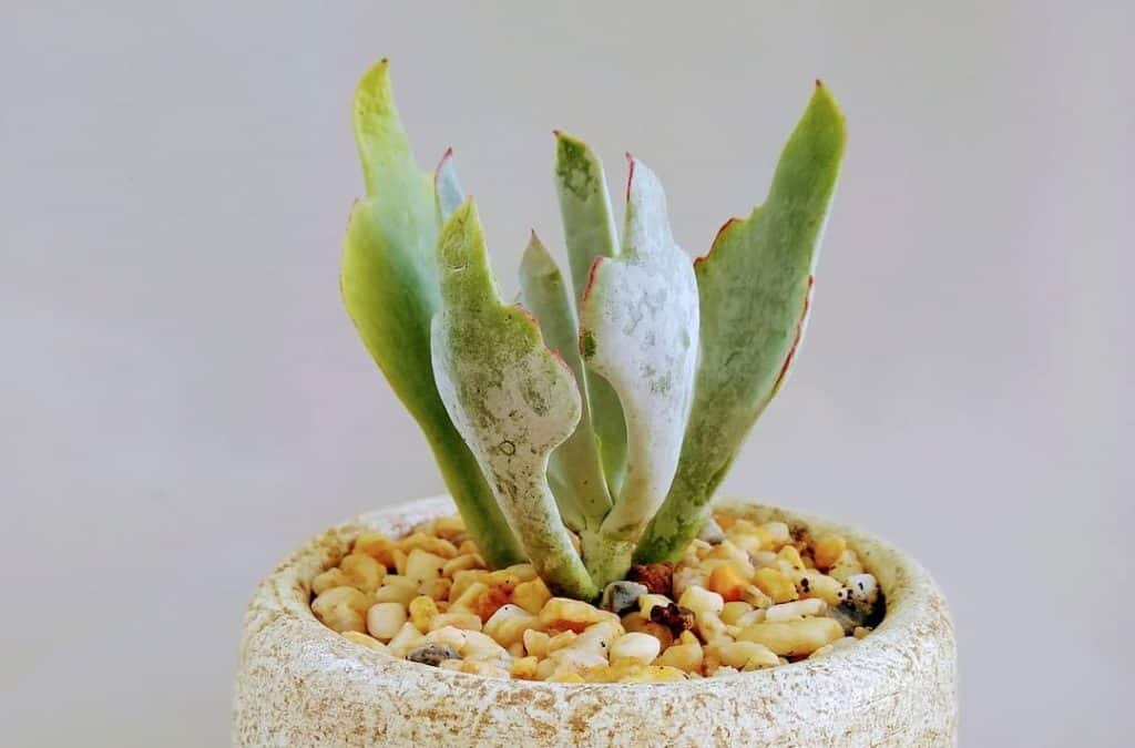 cotyledon orbiculata staghorn