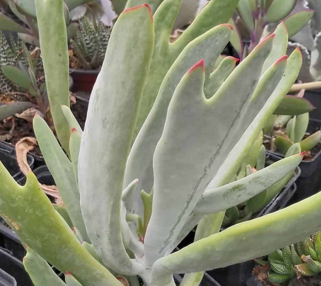 cotyledon orbiculata staghorn