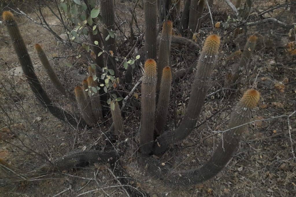 haageocereus versicolor cacti
