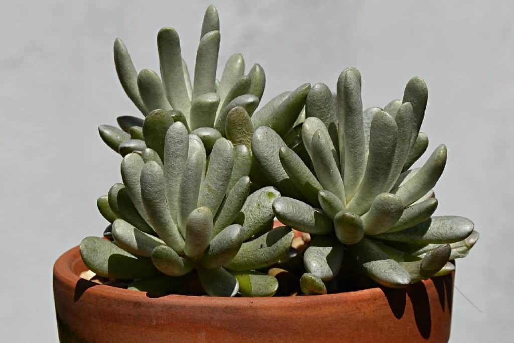 senecio scaposus