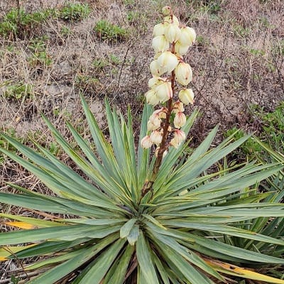 yucca aloifolia