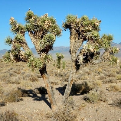 yucca brevifolia