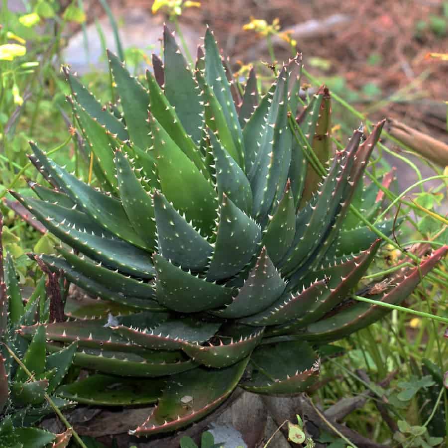 aloe nobilis