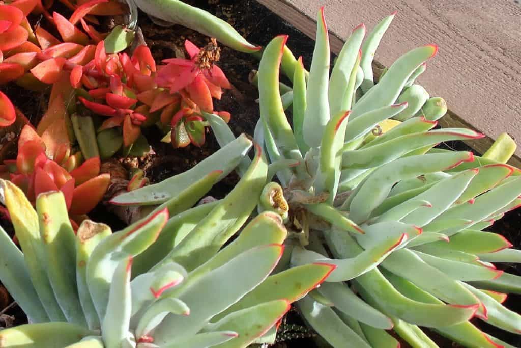 cotyledon long fingers