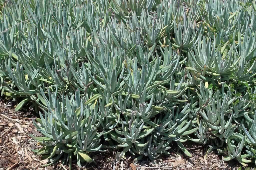 cotyledon long fingers