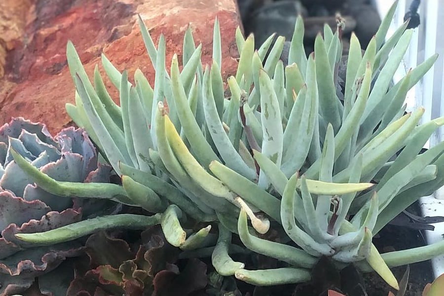 cotyledon long fingers