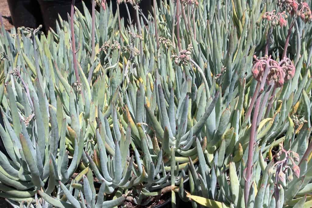 cotyledon orbiculata long fingers