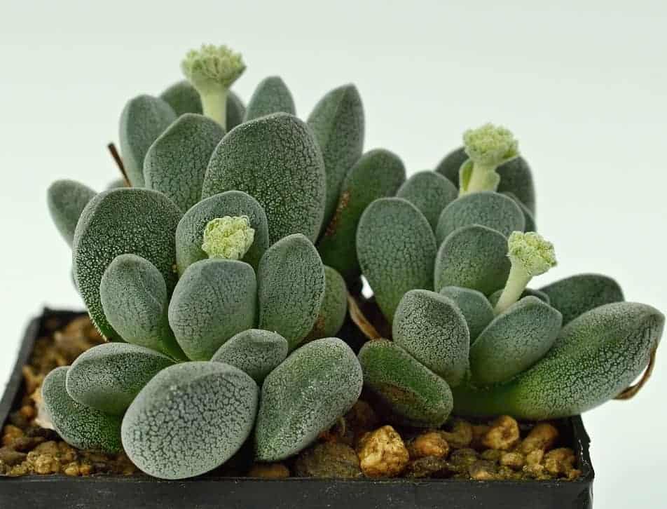 crassula tecta succulent