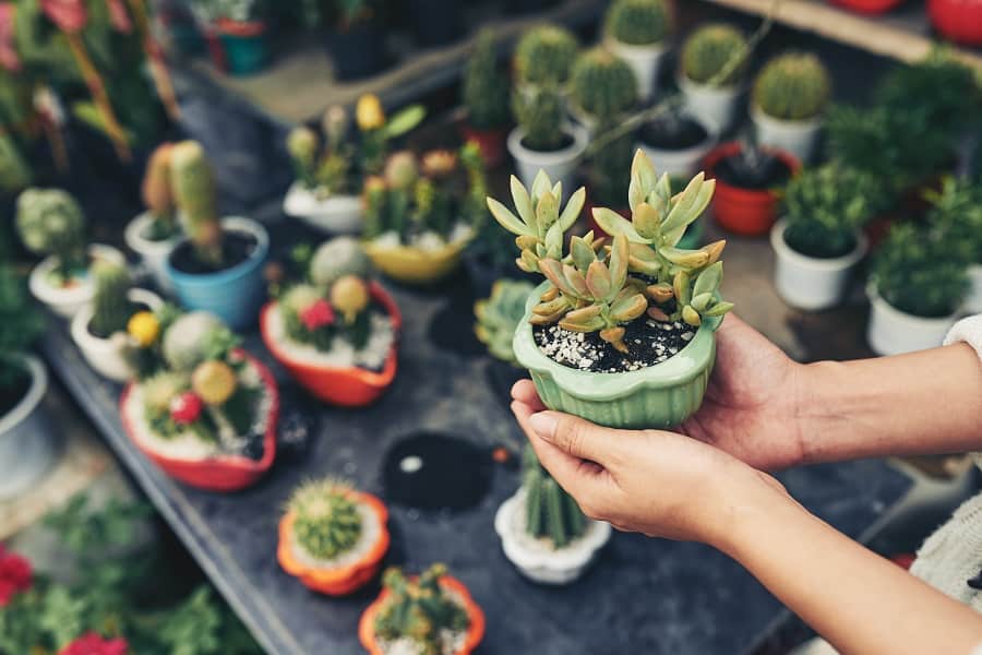 gifting succulent flowers