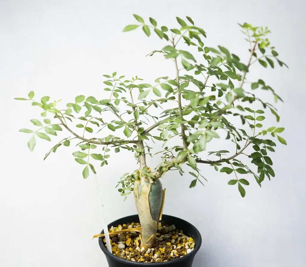 bursera fagaroides