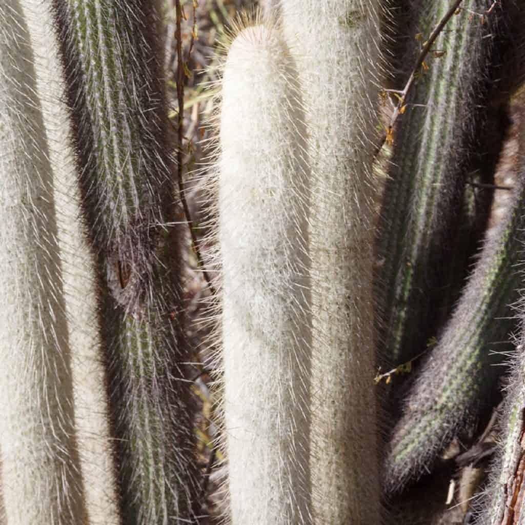 cereus dybowskii