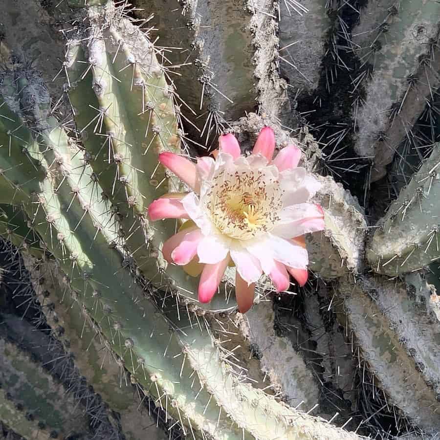 cereus hankeanus