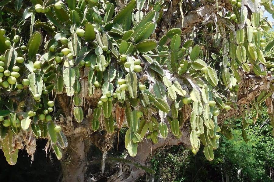 cereus nudiflorus