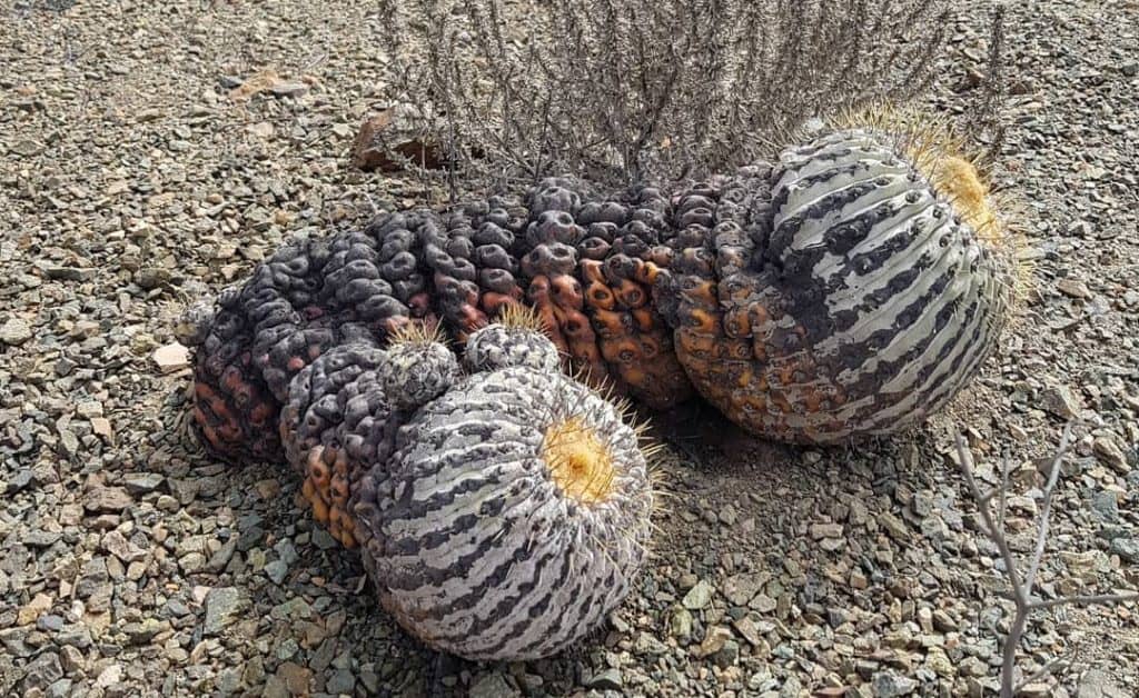 copiapoa haseltoniana