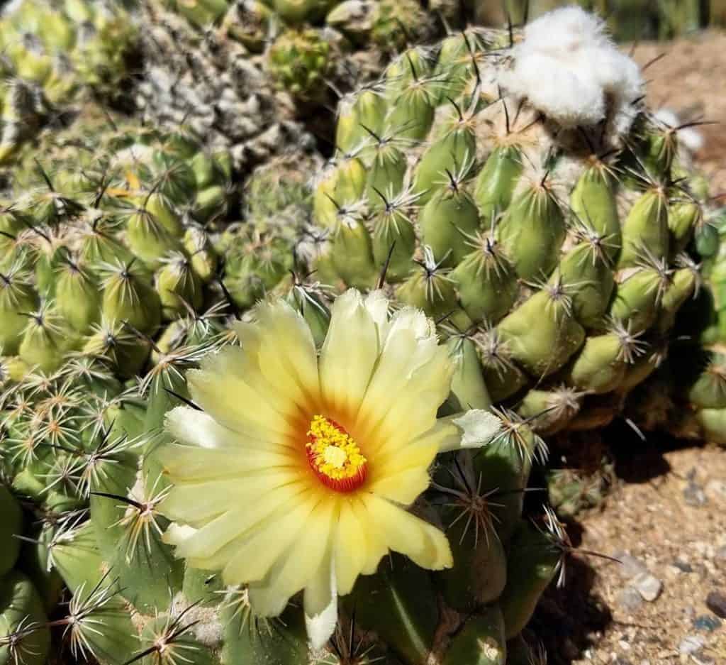 coryphantha calipensis