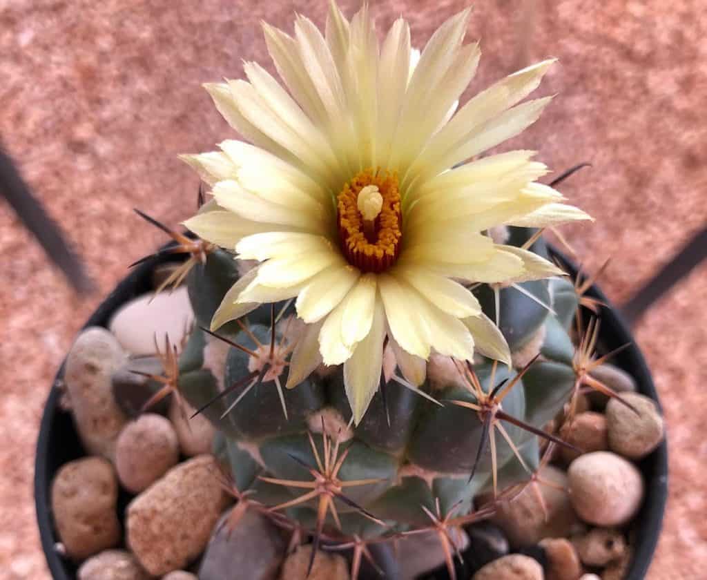 coryphantha calipensis