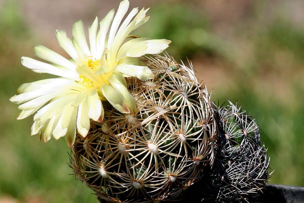 coryphantha cornifera