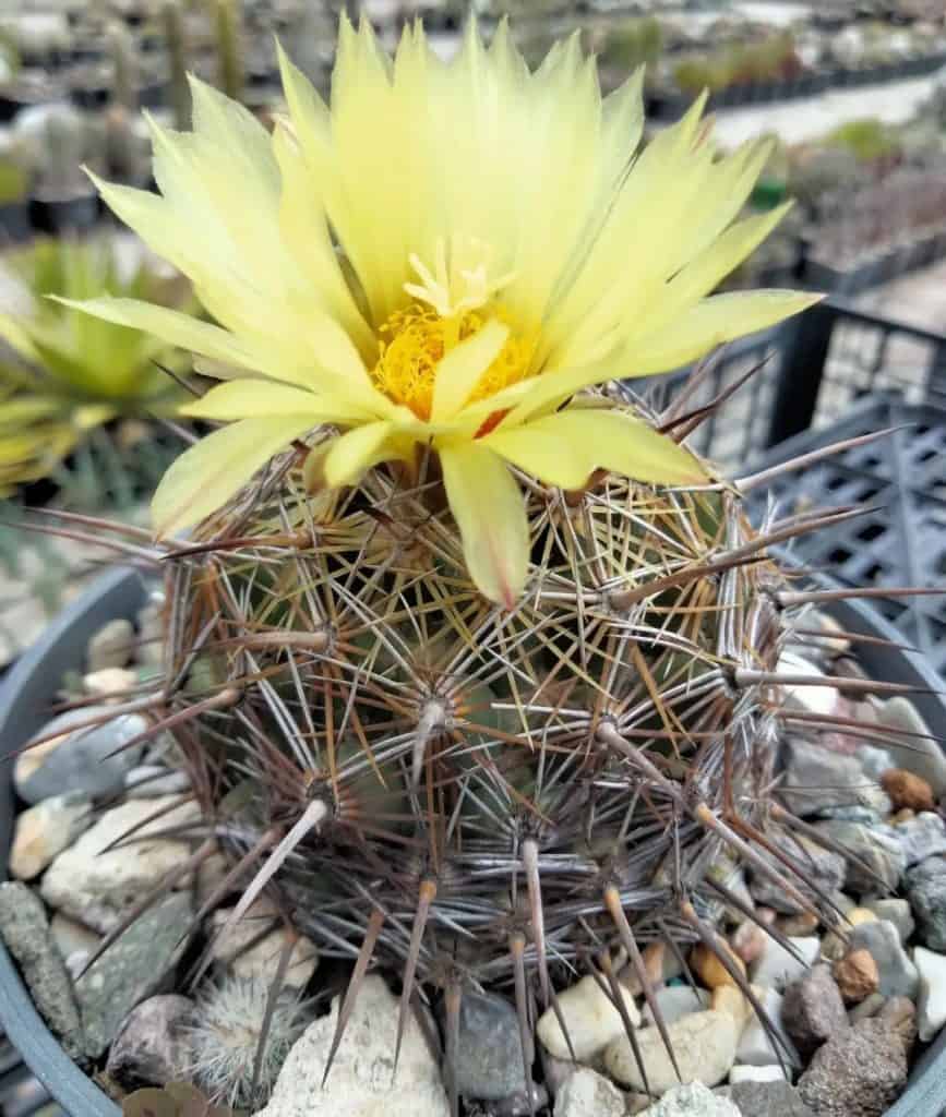 coryphantha cornifera cactus