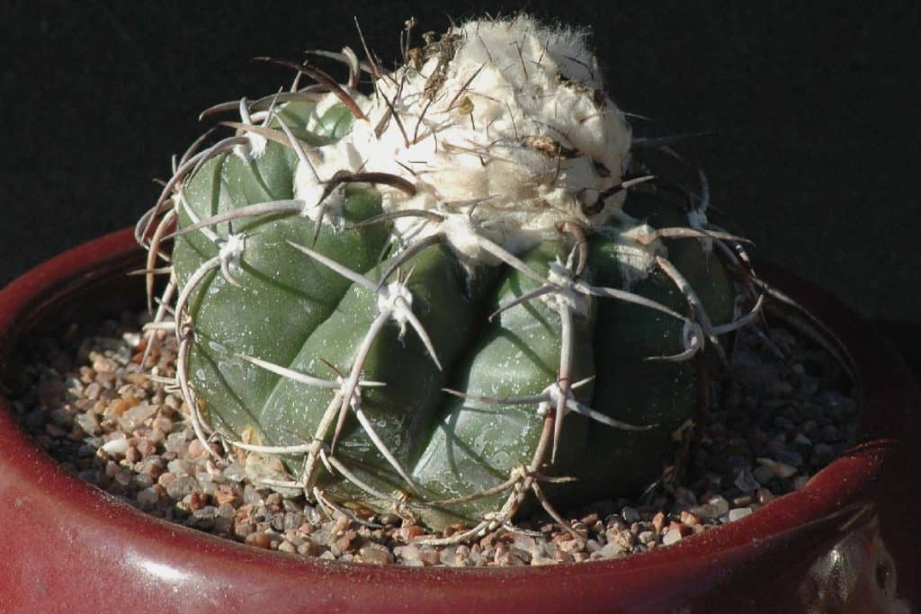 discocactus crystallophilus