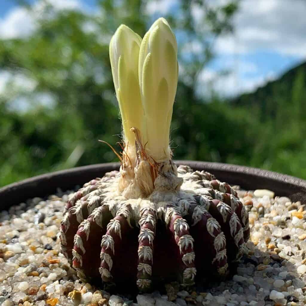 discocactus horstii