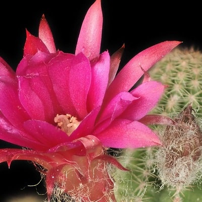 echinopsis rose quartz