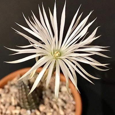 echinopsis mirabilis 2