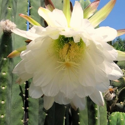 echinopsis scopulicola