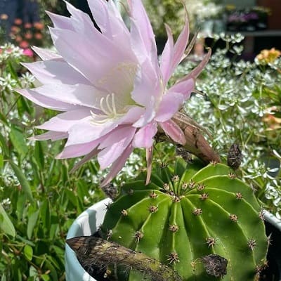 echinopsis werdermannii