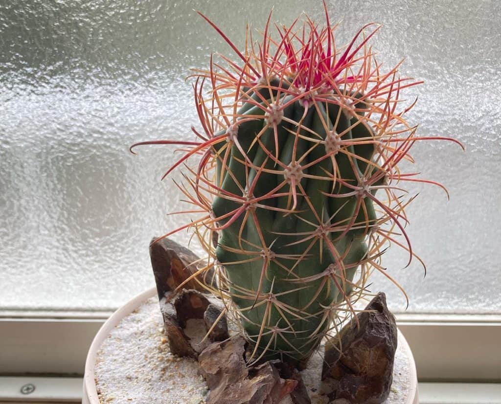 ferocactus gracilis fire barrel cactus