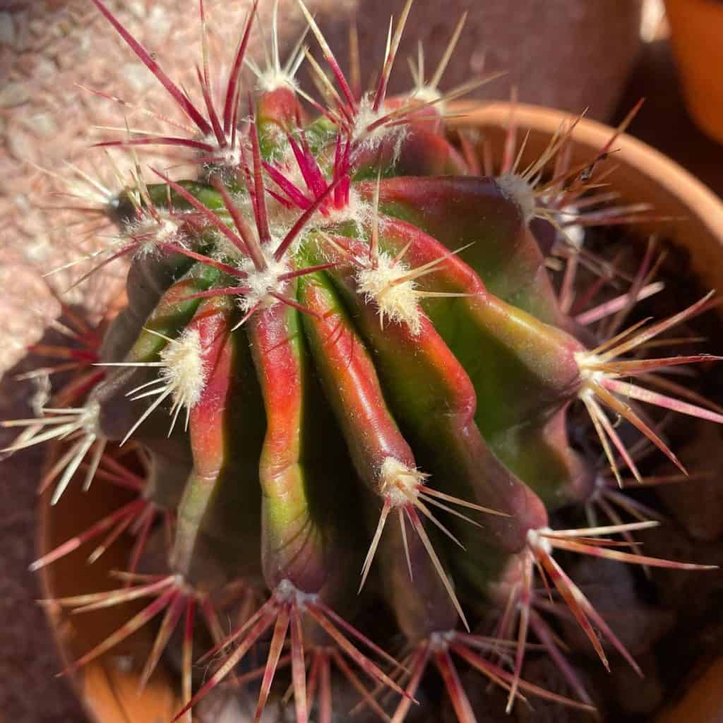 ferocactus haematacanthus