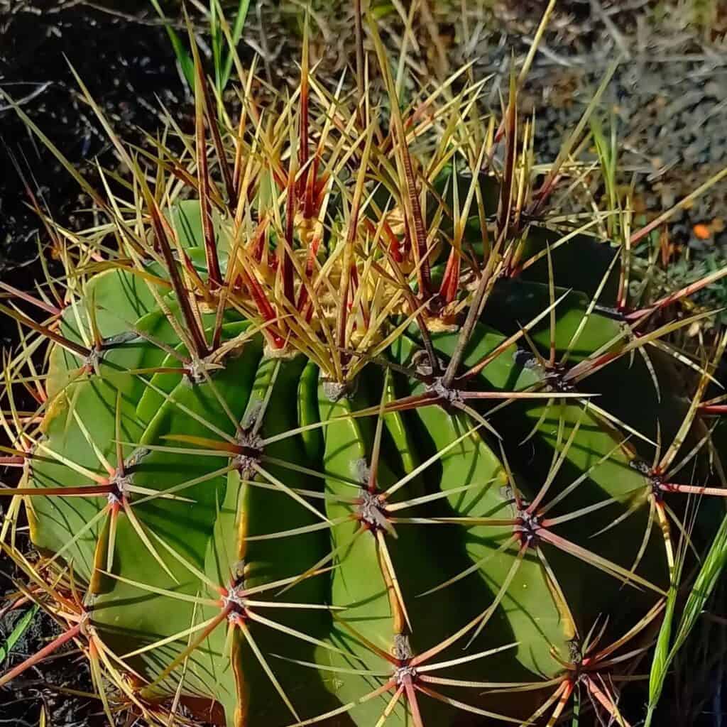 ferocactus histrix cactus