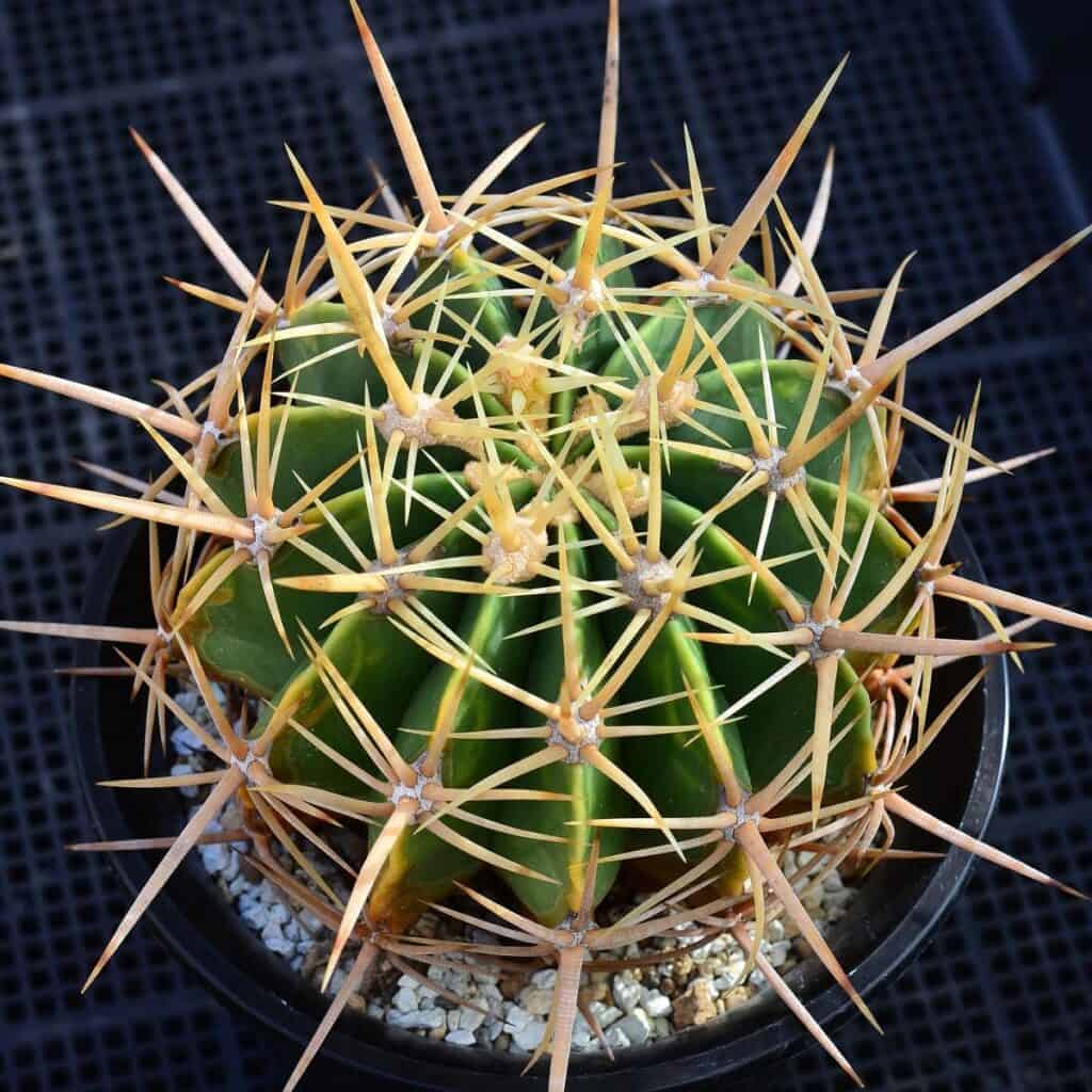 ferocactus histrix