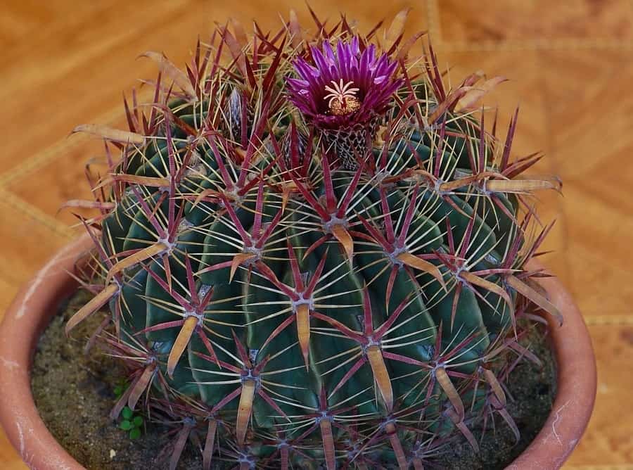 ferocactus latispinus care