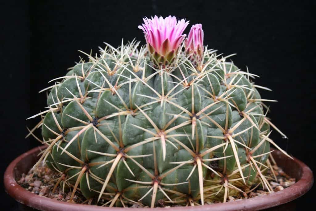 ferocactus macrodiscus